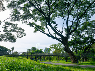 Bangkok, Thailand - August 03, 2025 : Urban Nature Scene at Benchakitti Forest Public Park with People in Bangkok.