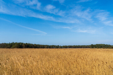 Golden Fields by Baltic Shore, Western Pomeranian Lagoons National Park, Germany