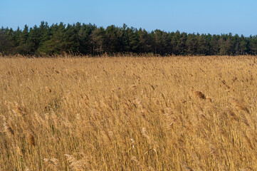 Golden Fields by Baltic Shore, Western Pomeranian Lagoons National Park, Germany