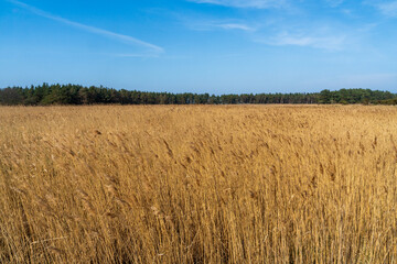 Golden Fields by Baltic Shore, Western Pomeranian Lagoons National Park, Germany