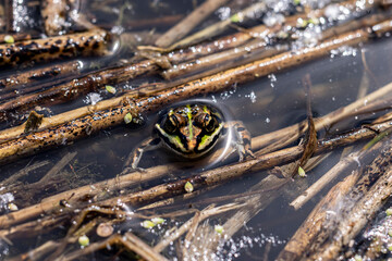 Frosch in einem Gartenteich im Sommer