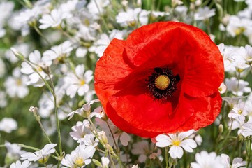 A single, vivid red poppy stands out amongst a sea of small white blooms.