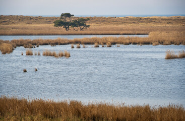 Golden Fields by Baltic Shore, Western Pomeranian Lagoons National Park, Germany