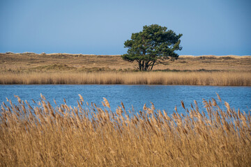 Golden Fields by Baltic Shore, Western Pomeranian Lagoons National Park, Germany