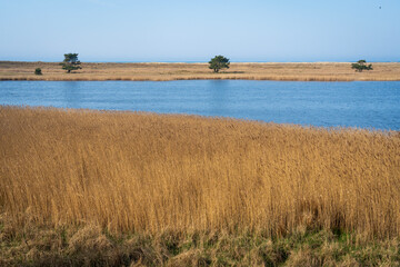 Golden Fields by Baltic Shore, Western Pomeranian Lagoons National Park, Germany