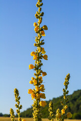 Common mullein - pale yellow flowers of verbascum nigrum plant, used as herb and medicine - growing in the medicinal garden