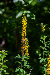 Lembotropis nigricans grows in the wild. A delicate branch of yellow flowers on Cyni Broom Shrub