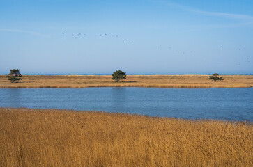 Golden Fields by Baltic Shore, Western Pomeranian Lagoons National Park, Germany