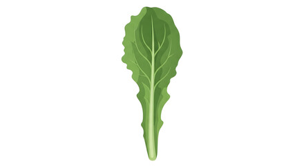 Naklejka premium Fresh Green Lettuce Salad Leaf Illustration