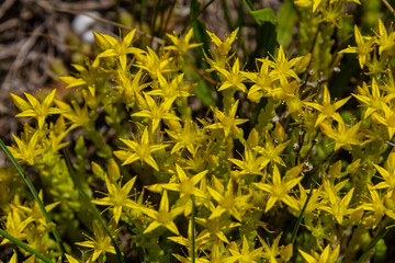Muller seeds in forest bed. Sedum acre. Yellow flowers growing in the field