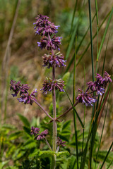 Purple lilac sage - a beautiful ornamental plant in the naturalistic native border in the cottage...