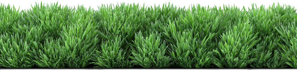 Obraz premium Dense green foliage