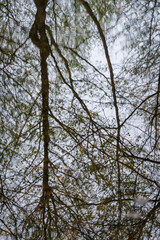 The Tranquil Still Waters of Müritz Park, Germany