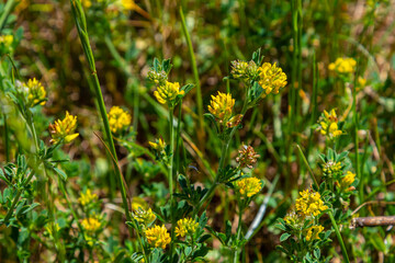 Medicago falcata, plant species of the genus Medicago. It is native to much of Europe and Asia