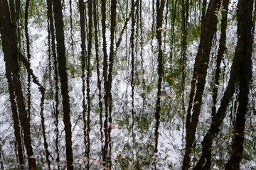 The Tranquil Still Waters of Müritz Park, Germany