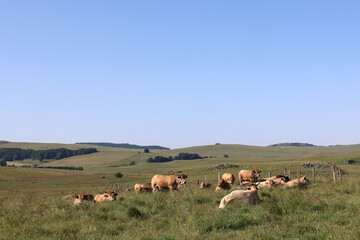 Un troupeau de vache laitière