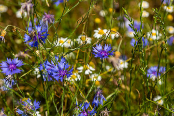 Centaurea cyanus is the common cornflower in our fields
