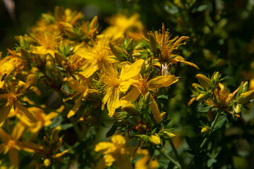 flowers of Saint Johns wort, Hypericum perforatum