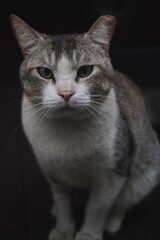 Funny pets