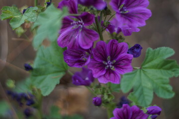 Flowers in Full Spring Glory