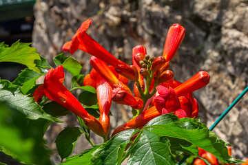 Bright red flowers of the trumpet vine or trumpet creeper - Campsis radicans