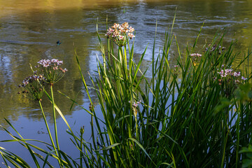 Photo butomus umbellatus flower burchardia, macro photo, forest water lily flower, summer spring, botany, background pink