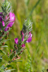 In the wild, Ononis arvensis blooms in the meadow