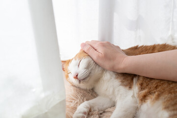 かわいい飼い猫を撫でる飼い主　茶トラ白	