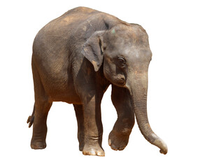 A large elephant is walking across a white background
