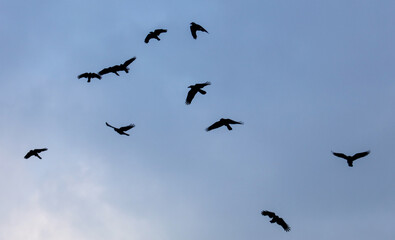 A flock of birds flying in the sky