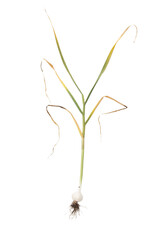 Garlic plant isolated on white background
