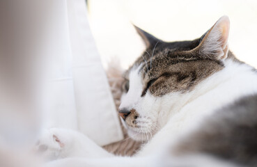 窓辺でくつろぐ可愛い猫　キジトラ白	