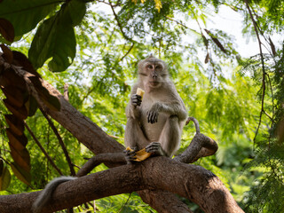 A wild monkey sits on a tree branch eating a banana, surrounded by lush green leaves and sunlight filtering through the forest canopy.