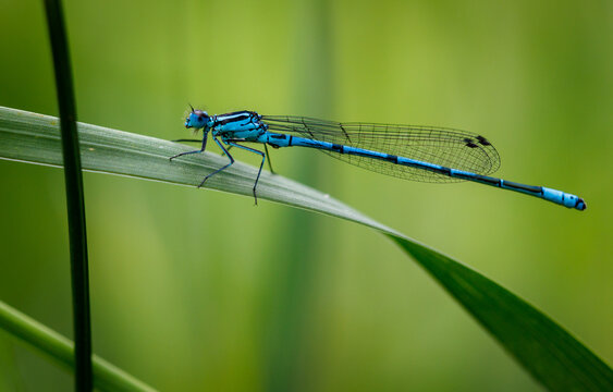 A blue dragonfly is sitting on a green leaf - Powered by Adobe