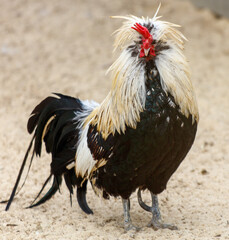 A rooster with a black and white head stands on a sandy surface