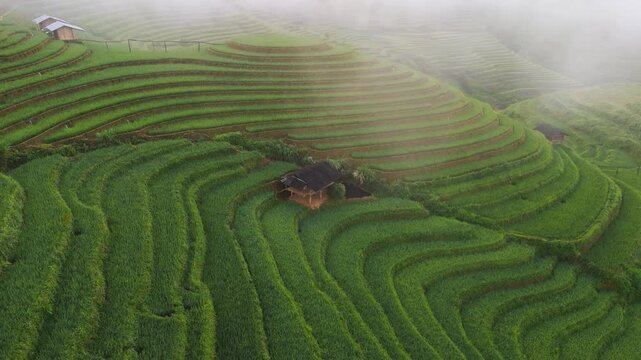 Aerial view of the lush green rice terraces cascading down the hillsides, with small huts nestled in the landscape, Mu Cang Chải District, Vietnam.