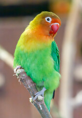 Fototapeta premium A green and yellow bird is perched on a branch