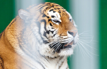A tiger is looking at the camera with its mouth open