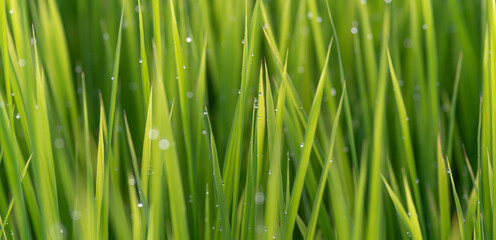 朝露に濡れる稲穂