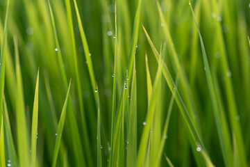 朝露に濡れる稲穂