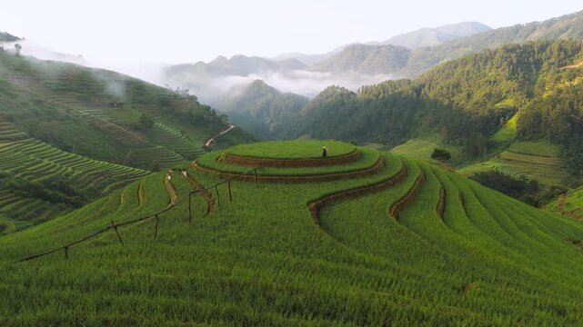 Aerial view of the lush green Rice Tray Viewpoint M&acirc;m X&ocirc;i terraced fields contrasting with the misty mountains in the background, Mu Cang Chải District, Vietnam.