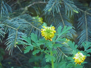 Corydalis lutea flowering under fir branches – yellow flowers of yellow fumitory in a shady spring garden. Wild woodland plant blooming at the base of conifer tree.