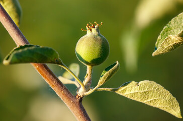 Small apples on a tree in spring.