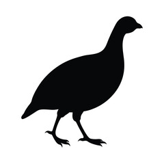 Black silhouette of a partridge bird standing on white background vector
