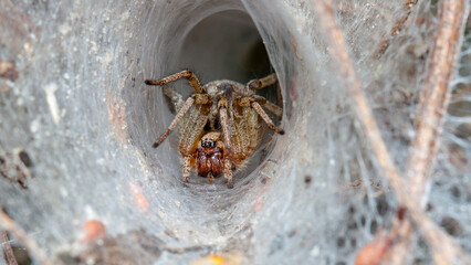 spider on wood