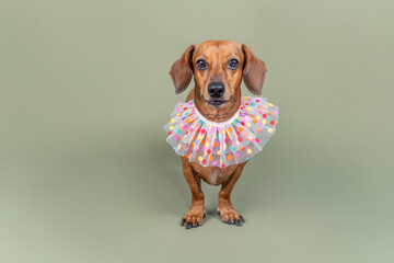 Dog wearing festive colorful collar isolated on green background for birthday or celebration concept