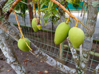 Cluster of young, unripe green mangoes hanging from a branch of a mango tree. Related to concepts...