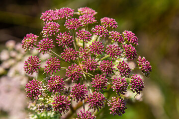 Pink flowers of greater burnet or Pimpinella major