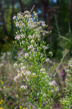 Erigeron canadensis grows in the wild in summer