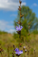 Beautiful chicory flowers grow on stems in the wild. Field of wild herbal plants. Green blurred...